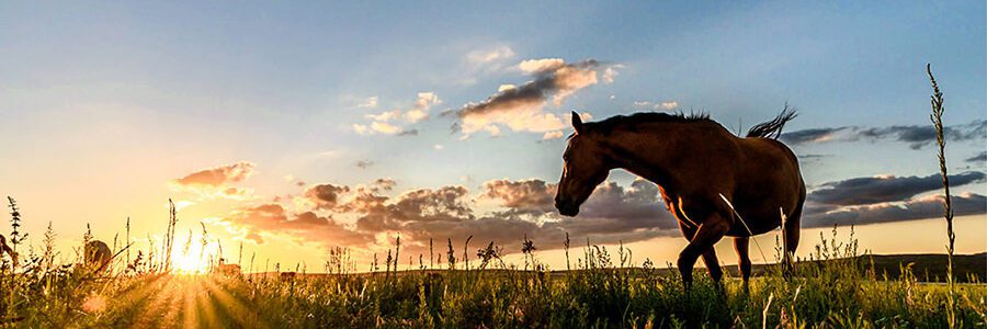 Lightroom Classic 2021-1